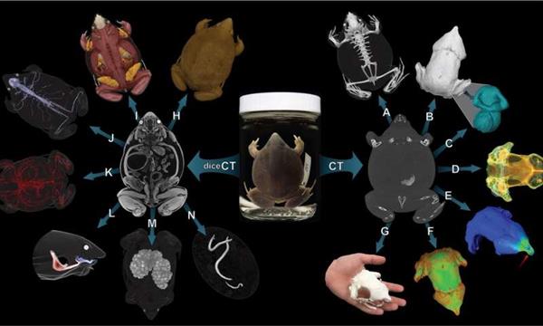 <b>MorphoSource存檔將包含超過20,000免費(fèi)的3D可打印的脊</b>